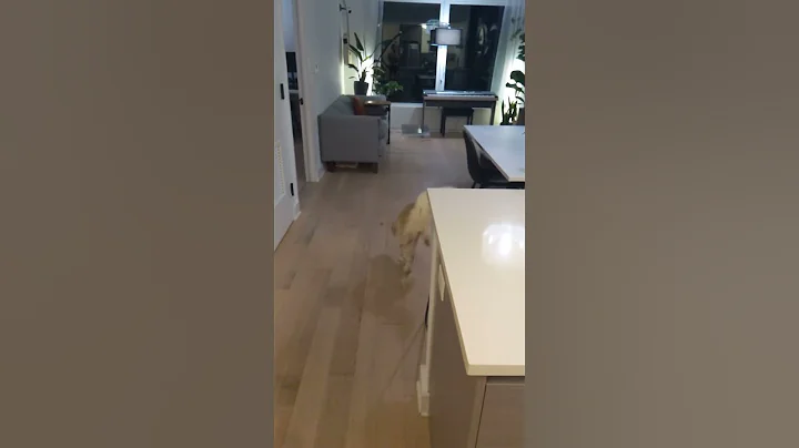 Watch the video about Foxy Fetching Ball #cat #mainecooncatlovers #mainecoon #catlover #catvideos #catshorts