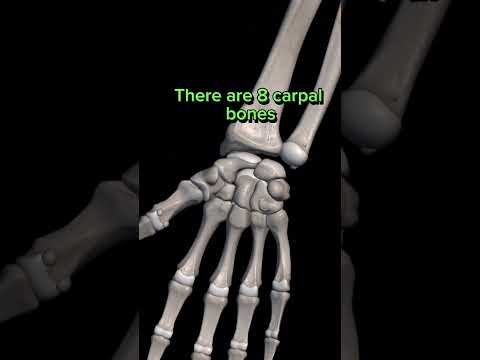 How many carpal