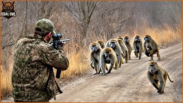 Baboon Hunting Video – How African Farmers Deal With Millions of Invading Baboons