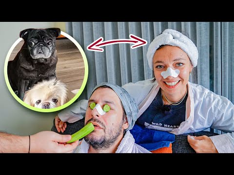 Köpekler Evde Tek