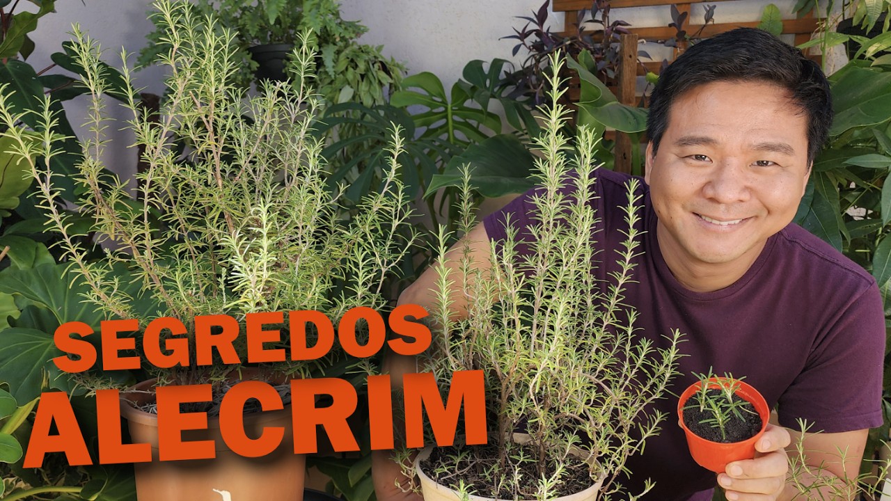 Dicas de Cultivo do Alecrim - E como fazer mudas