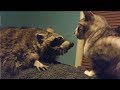 Raccoon frustrated that this cat won't play with her