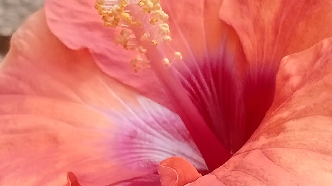 हर हर महादेव