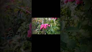 On Rose Plant Online Orders Availablelow Price Plants Msp Rose Garden