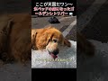 「ここが天国だワン〜」氷ベッドの虜になったゴールデンレトリバー 🧊