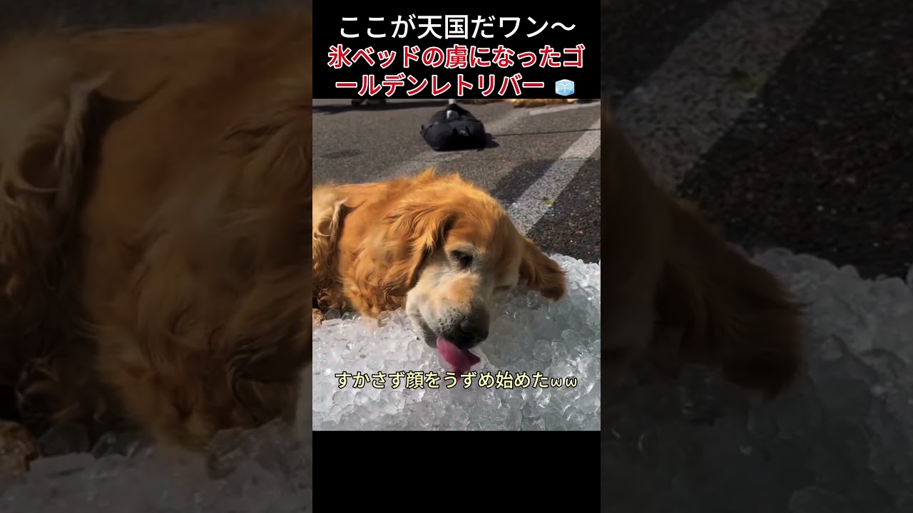 「ここが天国だワン〜」氷ベッドの虜になったゴールデンレトリバー 🧊