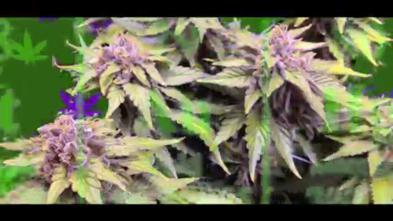 5000w on movers, 3 strain ep3-14, SCROG, NO Co2, Heavy 16 vs CropDoc Holy Grail