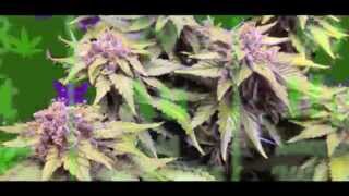 5000w on movers, 3 strain ep3-14, SCROG, NO Co2, Heavy 16 vs CropDoc Holy Grail