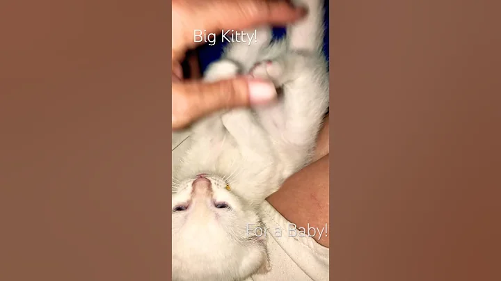 Video 10781331: kitten kitty baby cat, cat kitten kitty cute, cat kitten kitty funny, legged kitten, long legs