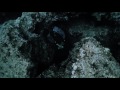 Cave diving with kimi werner