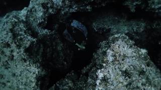 Cave Diving with Kimi Werner