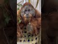 Large Male Orangutan Eating Greens