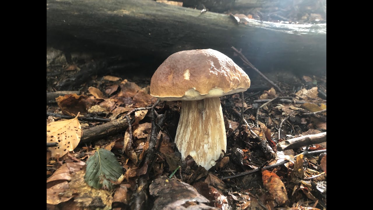Funghi porcini 2022 Ultima uscita parte 2 YouTube