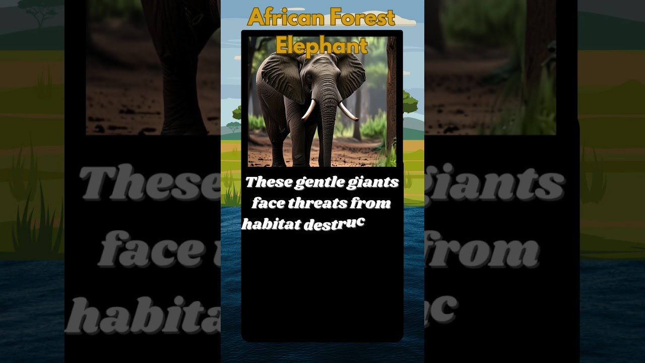 Endangered Species - Meet the African Forest Elephant