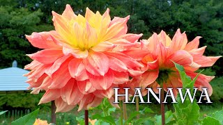 Autumn is in the air. Dahlias started to bloom in Tohoku area.#4K #Dahlia #湯遊ランドはなわ