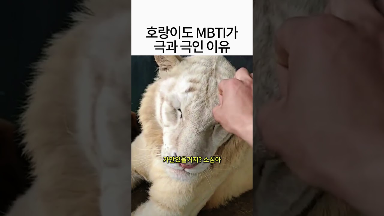 호랑이들도 봐가면서 건드려야되는 이유