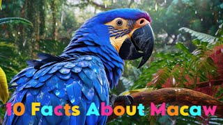 10 Facts About Macaw Parrot