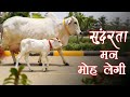 थारपारकर की गाय पूजा और उसकी बेटी की खूबसूरती आपका मन मोह लेगी। Tharparkar Cow | Kamdhenu Gaushala |