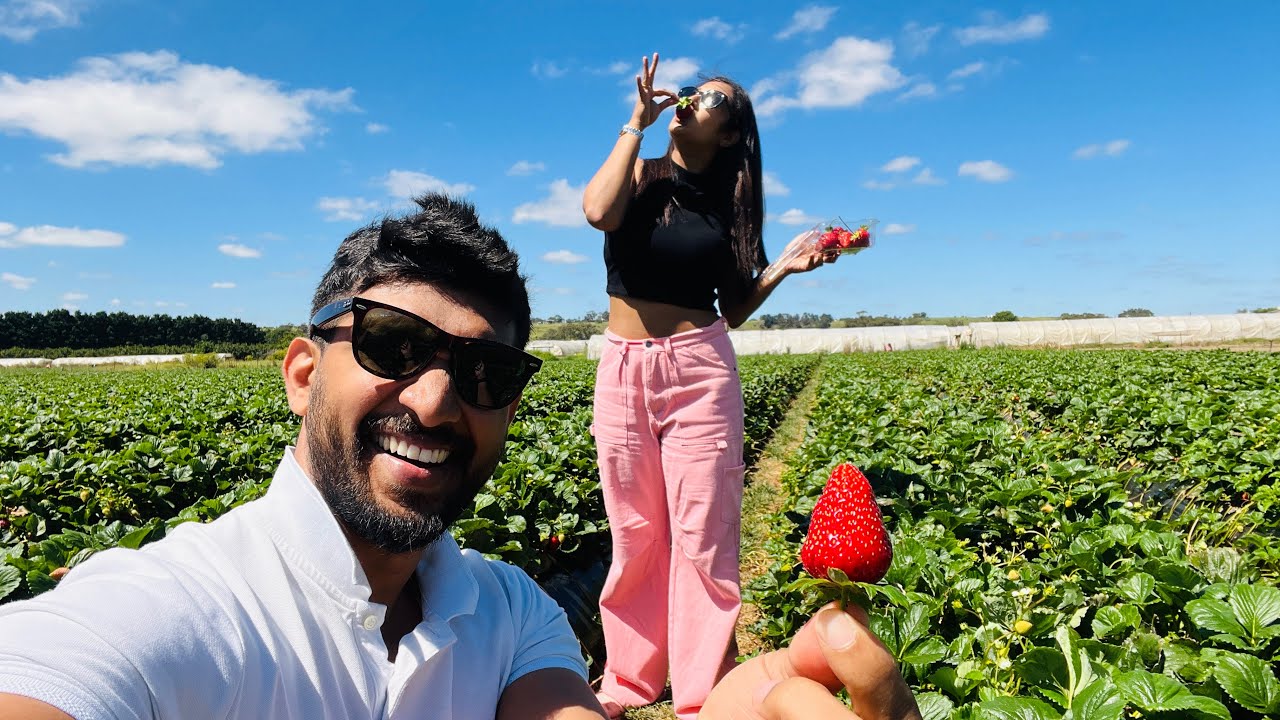 Strawberry picking 🍓🤤😱මෙහෙමත් challenge එකක්🤪හිනා වෙන්න ආස අයට🤣-Sangeeth Dini Vlogs