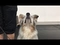 McCann Dogs Lesson 1 Dog Training Livestream! McCann Dogs Lesson 1 Dog Training Livestream!