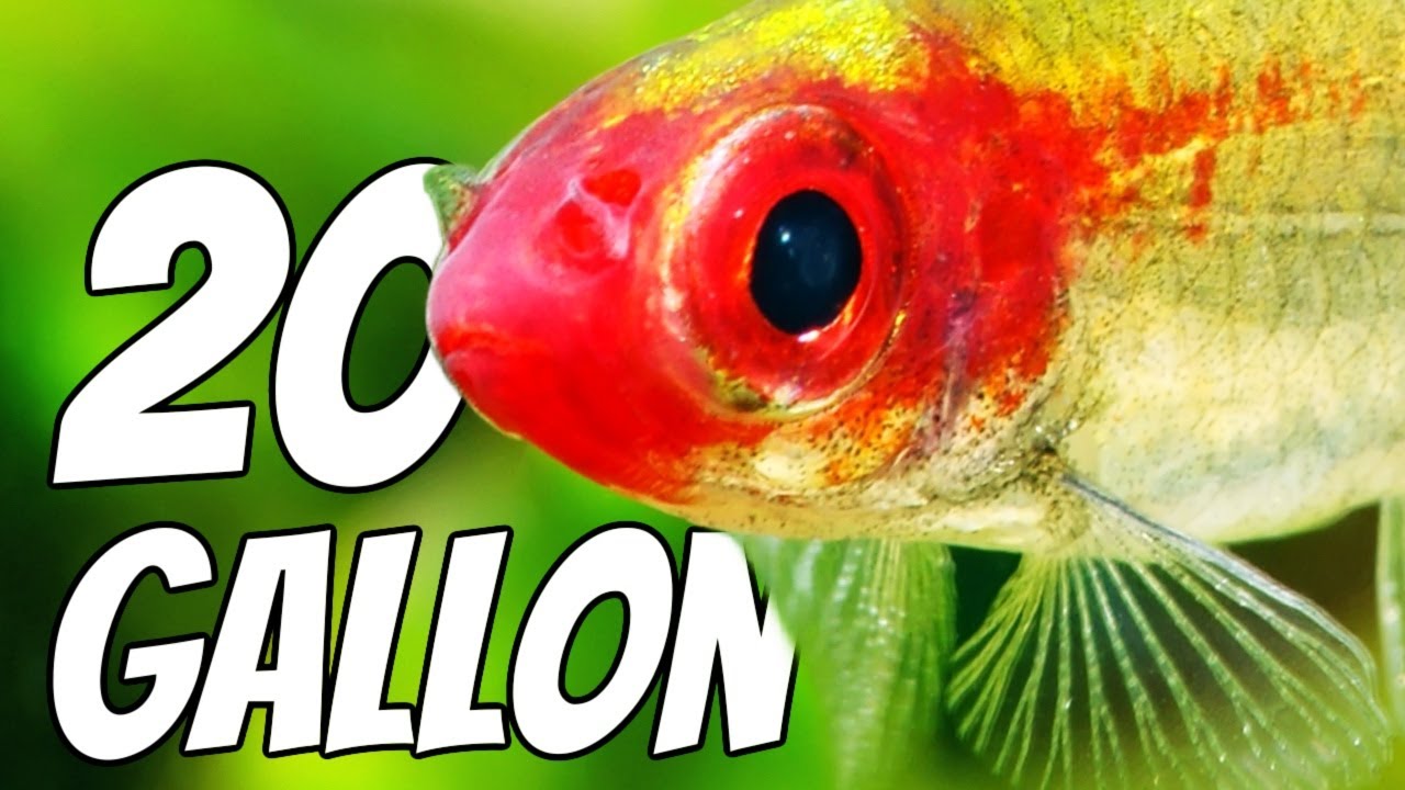 Лучшее для аквариума объемом 20 галлонов