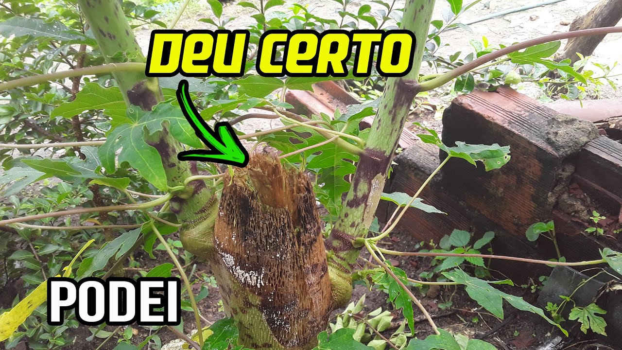 Como Podar um Pé de Mamão Parte 2 O Resultado da Poda do Mamoeiro - YouTube