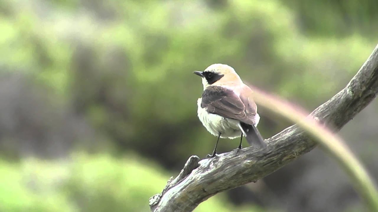 Eastern Black-eared Wheatear (pale throated) 