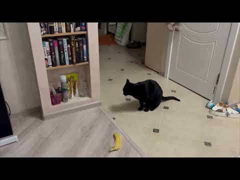 Видео: Ловкий кот