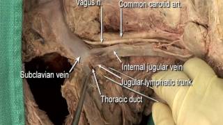 Videos Jugular Venous Arch Wikivisually