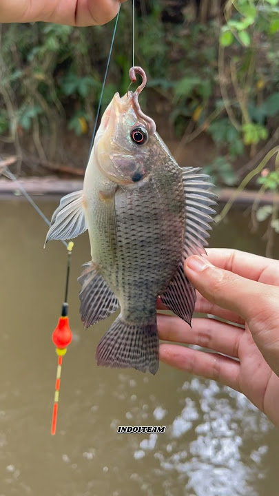 Aku mau tunjukan spot jaer yang babon ke kalian🥰 #mancing