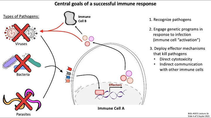 Lecture 1b: Introduction to Immunology