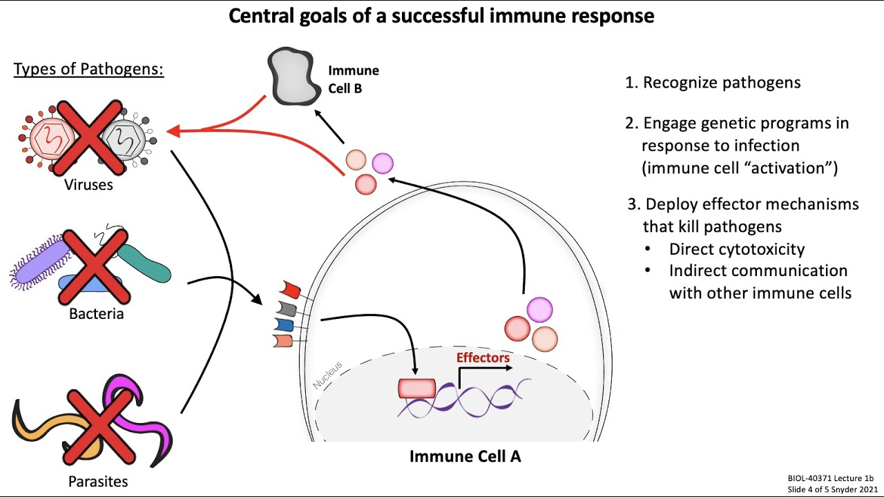 Lecture 1b: Introduction to Immunology - YouTube