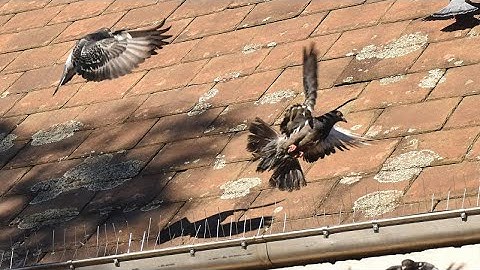 How Bird Spikes Work - VEXO Humane Bird Deterrent