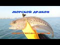 Убийственно красив! Самая большая опасность чёрного моря - Морской дракон. Рыба - убийца в Крыму.