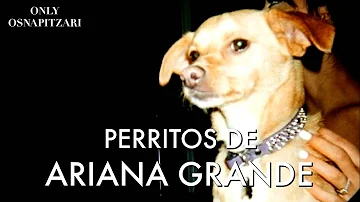 ¿Cuánto perro tiene Ariana Grande?