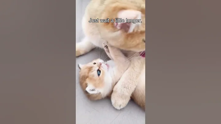 Watch the video about What Happens When a Kitten Says No to Bath Time? 🤭😽 #cat #shorts #cute