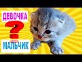 ОПРЕДЕЛЯЕМ ПОЛ НОВОРОЖДЕННЫХ КОТЯТ. Кто же светлый котенок?