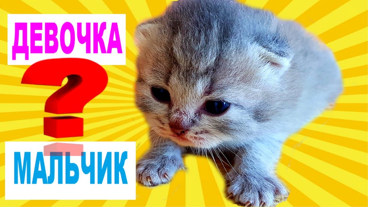 Пол Новорожденного Котенка Фото