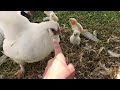 Yaa!!! nacieron los pollitos de Bolitrocha 😱 actualización de los pollitos de Algodón 🤩