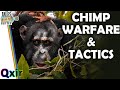 Can Chimps Wage War? | Tales From the Bottle