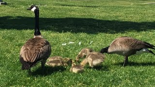 Baby Goslings - A Gang Brood