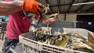 Cooking BLUE CRABS on the Louisiana Bayou