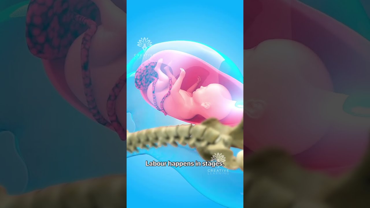What Really Happens During Normal Delivery Pregnancy Viralvideo Creativelearning3d