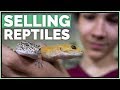 How Much Money I've Made Selling Pet Reptiles
