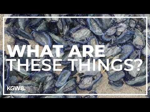 Strange blue jellyfish-like creatures wash up on Oregon beaches