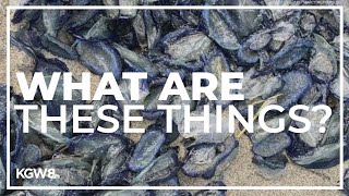 Strange blue jellyfish-like creatures wash up on Oregon beaches