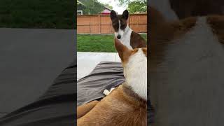 Play With Me! Basenji Sisters 🐕 🐕 ♥️ #basenji #puppyplaytime