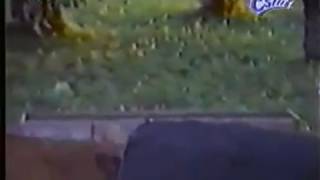 Öpüşen Inekler Gizli Çekim