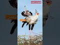 طائر السكرتير مخلوقات عجيبة