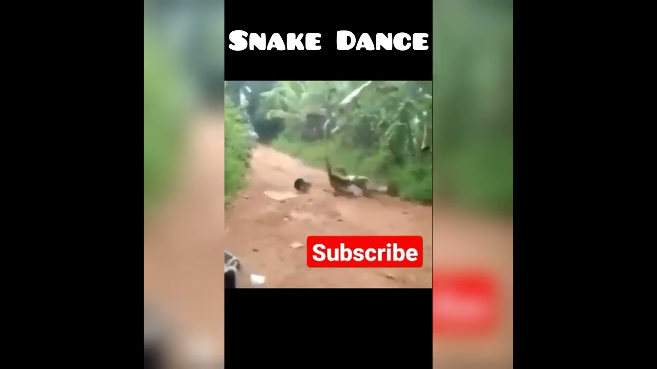 Snake dance🤣🤣